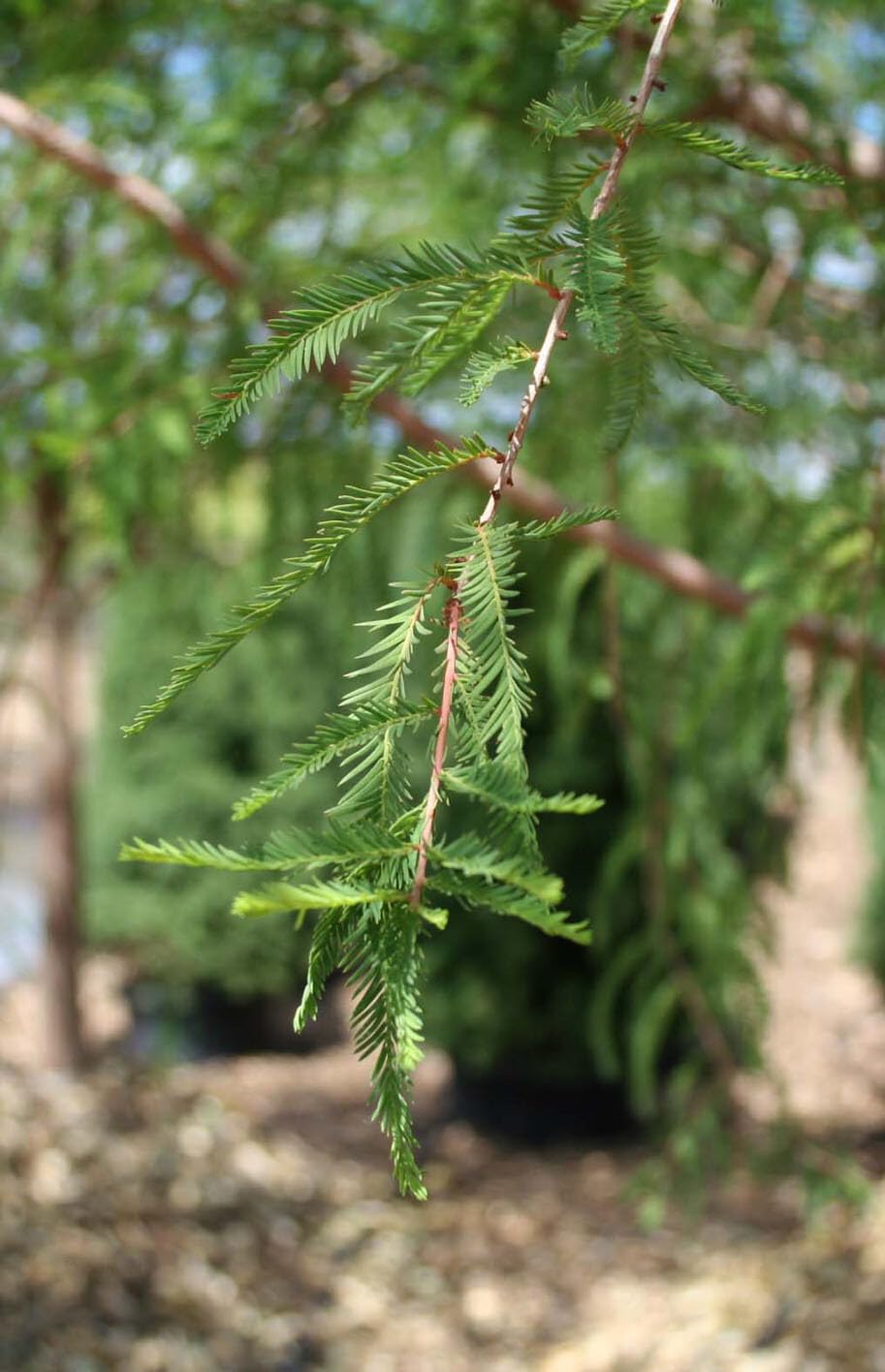 Live Plant - Bald Cypress Tree - Live Plant - 18-24" Tall - Quart Pot - (Taxodium distichum)