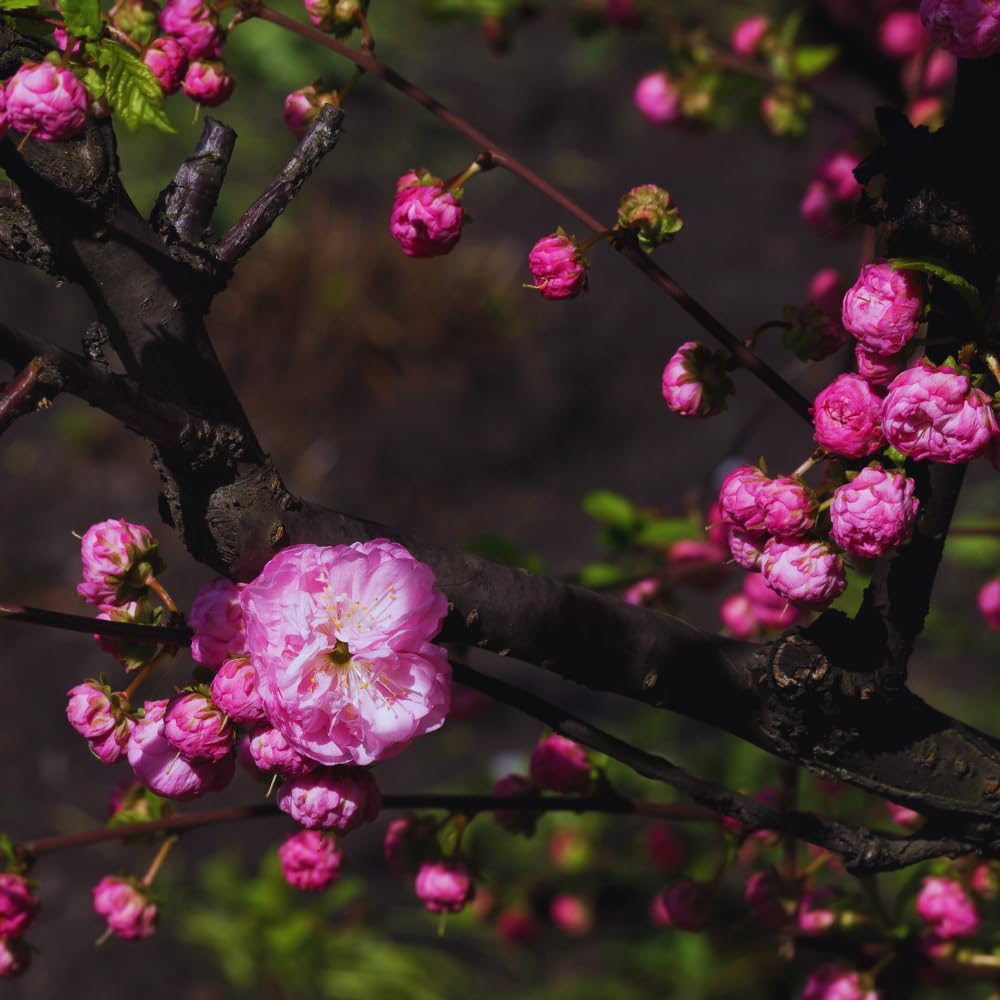 Flowering Almond Tree Live Plant, Double Pink Almond Shrub Tree Plant Live, 6 to 10 Inc Tall