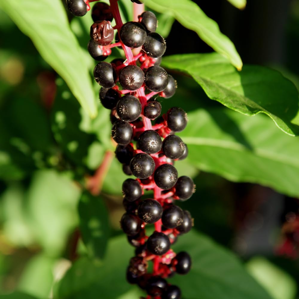 Chokecherry Plant Live, Chokecherry Plant for Planting, 7-9 Inc Tall, Hardy Edible Berry Shrub for Garden and Backyard Growing