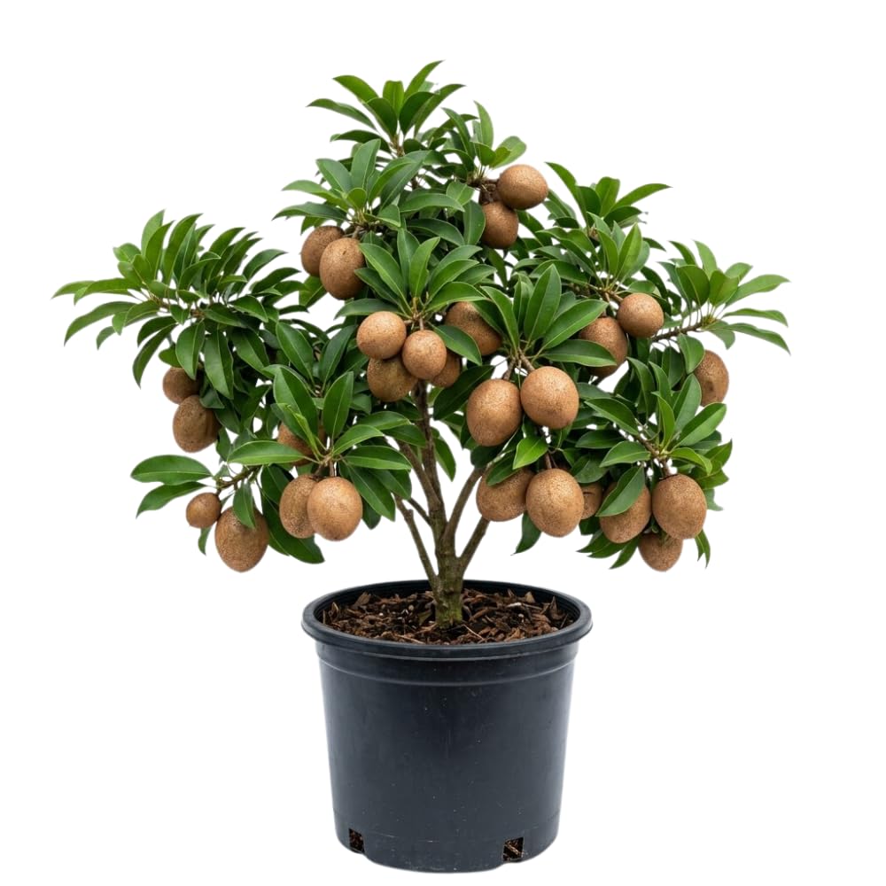 Sapodilla Tree Live Plant, Sapote Seedling in Half Gallon Pot, 6 to 10 Inches Tall, Sapodilla Plant for Outdoor Garden