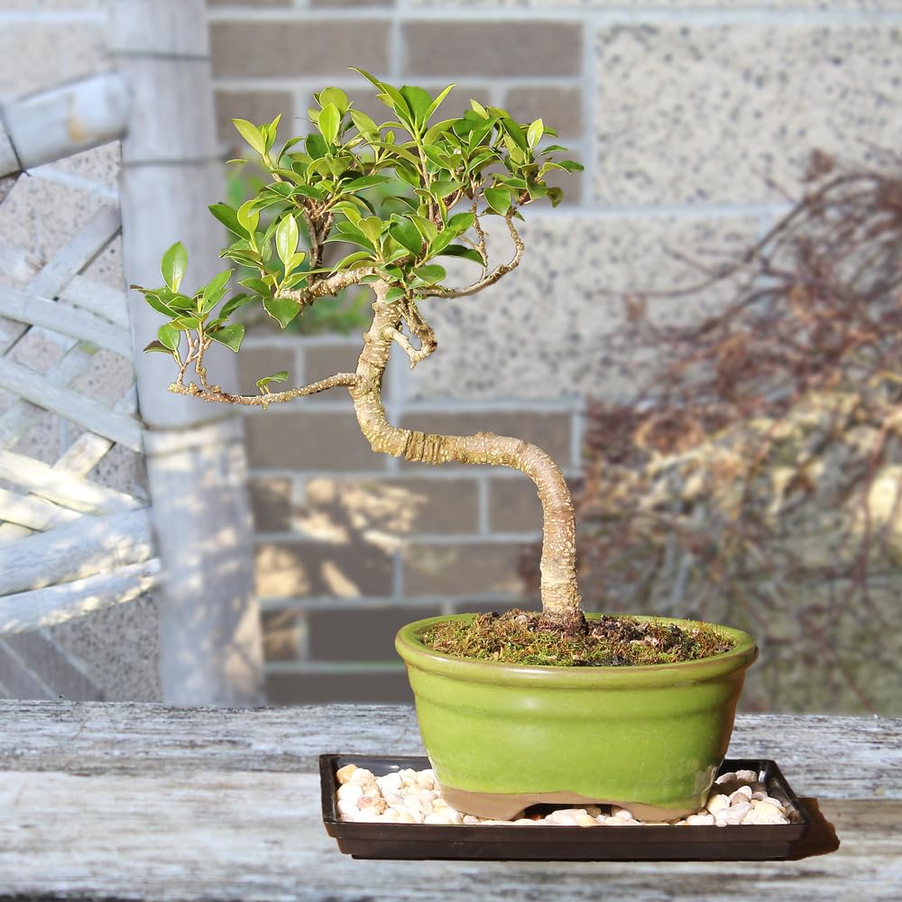 Brussel's Bonsai - Live Golden Gate Ficus Bonsai Tree with Ceramic Bonsai Pot & Humidity Tray, Indoor Bonsai Plant, 7 Years Old, 8-16 Inches Tall, Easy Care Houseplant for Home or Office (Medium)