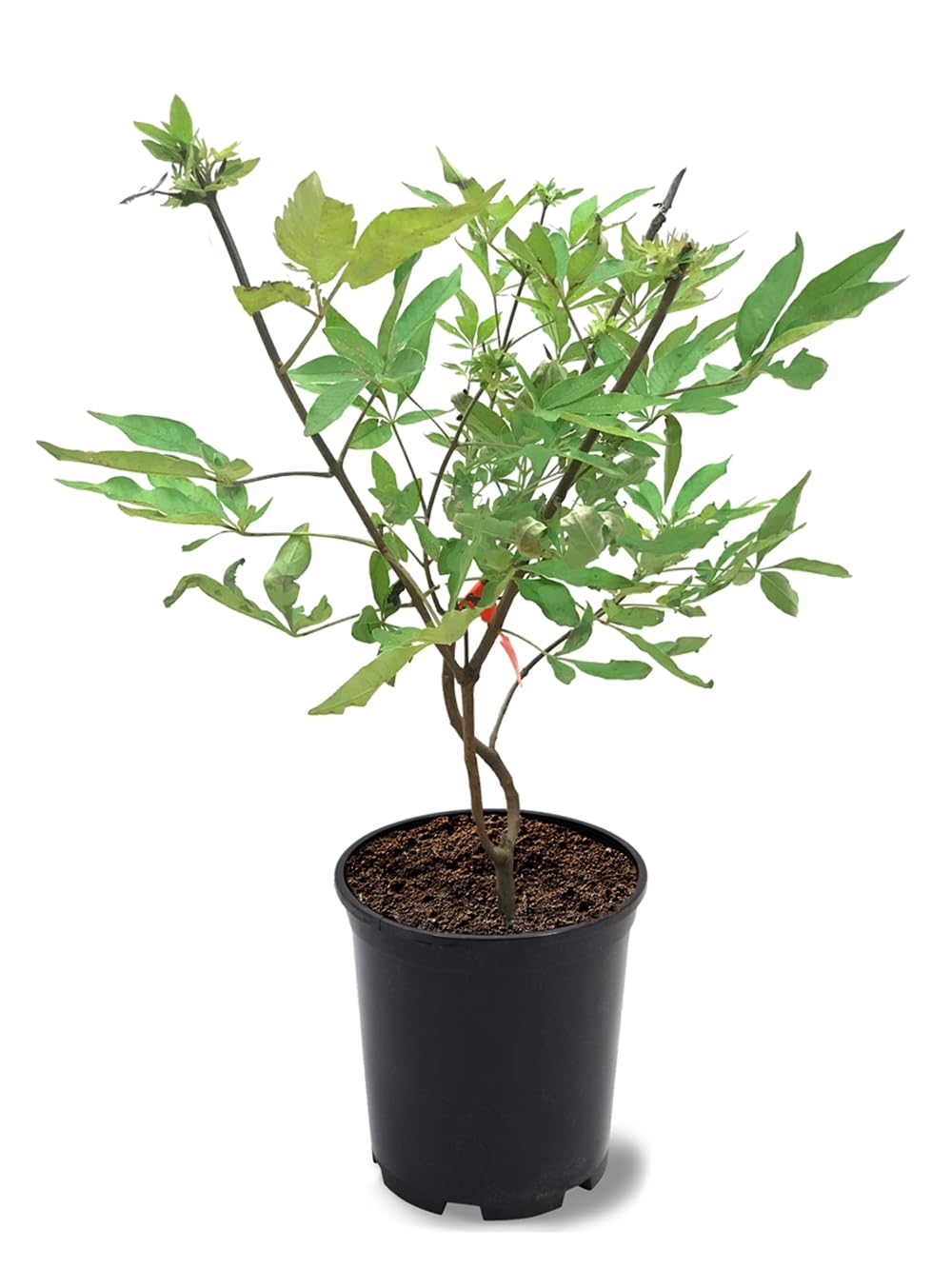 American Plant Exchange Vitex Shoal Creek Tree Shrub, 1 Gallon Pot, 1-1.5ft Tall, Live Outdoor Landscape Garden Plant, Fragrant Purple Flowering Blooms, Fast Growing, Ornamental