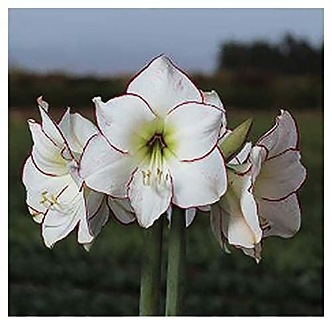 Picasso White Amaryllis Bulb – Large Bulb for Planting, Pink/Red Edges, 4-8 Blooms, 16–24" Tall – Elegant Indoor & Outdoor Plant – Low-Maintenance Amaryllis Bulb (Not in Wax)