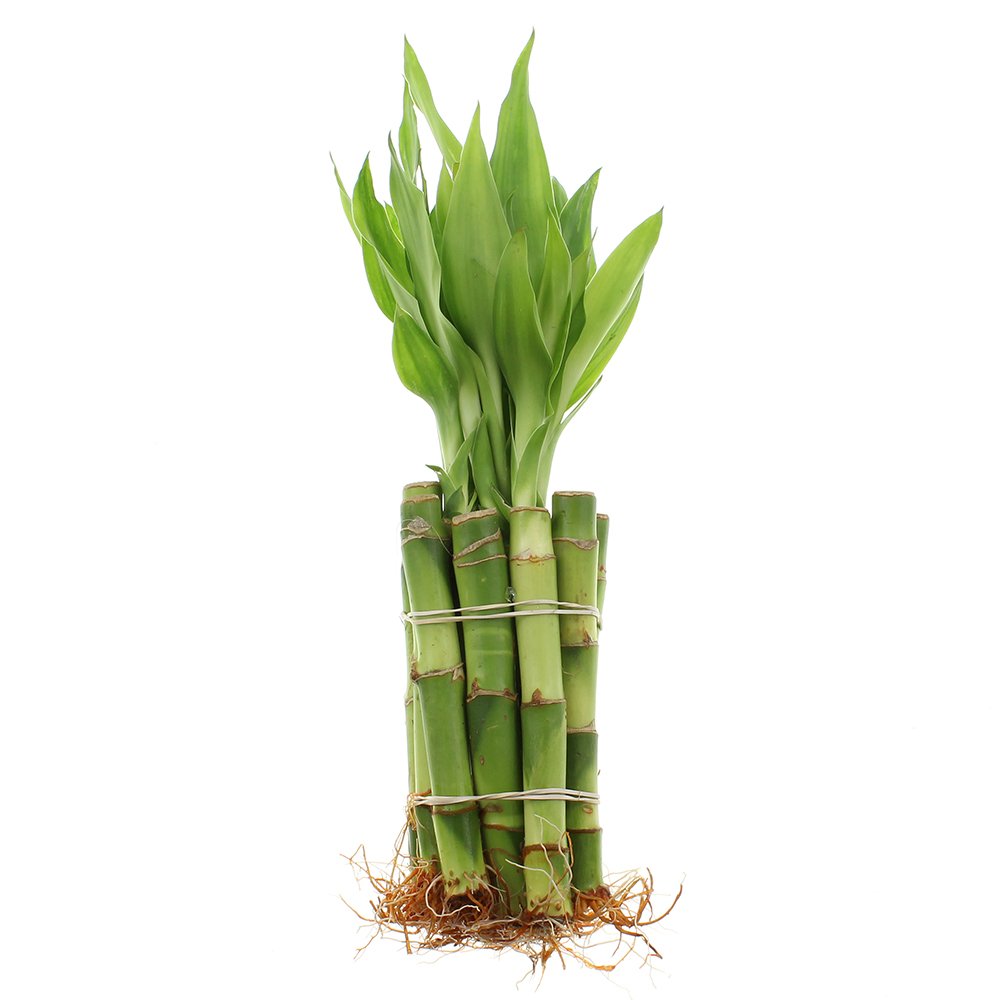 NW Wholesaler - 4" Live Lucky Bamboo Plant - Bundle of 10 Stalks - Live Indoor Houseplants for Home Decor, Live Bamboo Plant, Indoor Low Light Plants, Feng Shui (10)