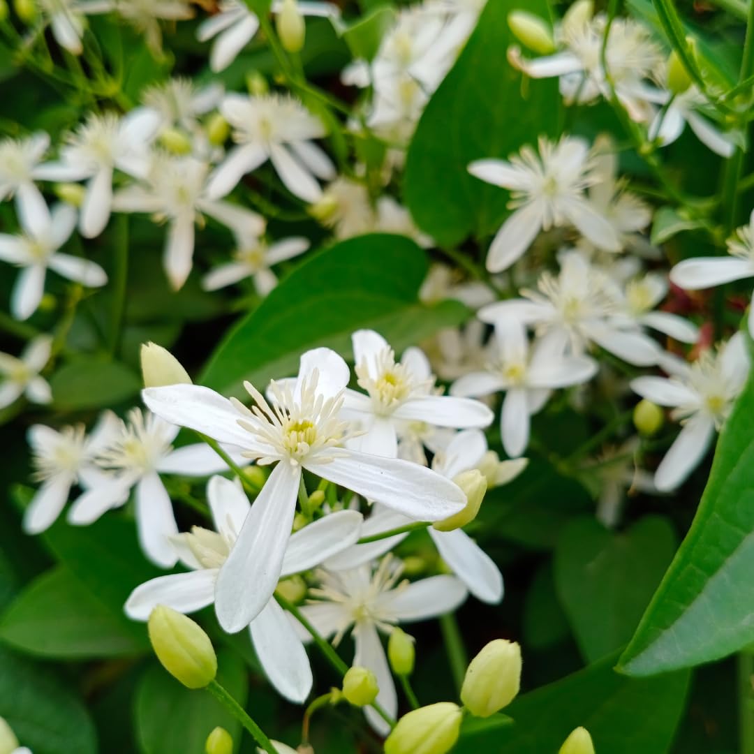 Live Star Jasmine Vine, Fragrant Flower Plant, 3 Inch Pot, Well Rooted for Indoor or Outdoor Growing