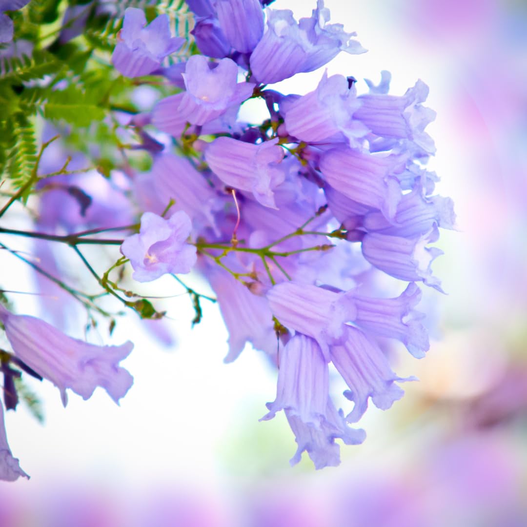 Live Jacaranda Tree Plant, Purple Blue Flowering Jacaranda, 6-10 Inches Tall for Indoor or Outdoor Gardens