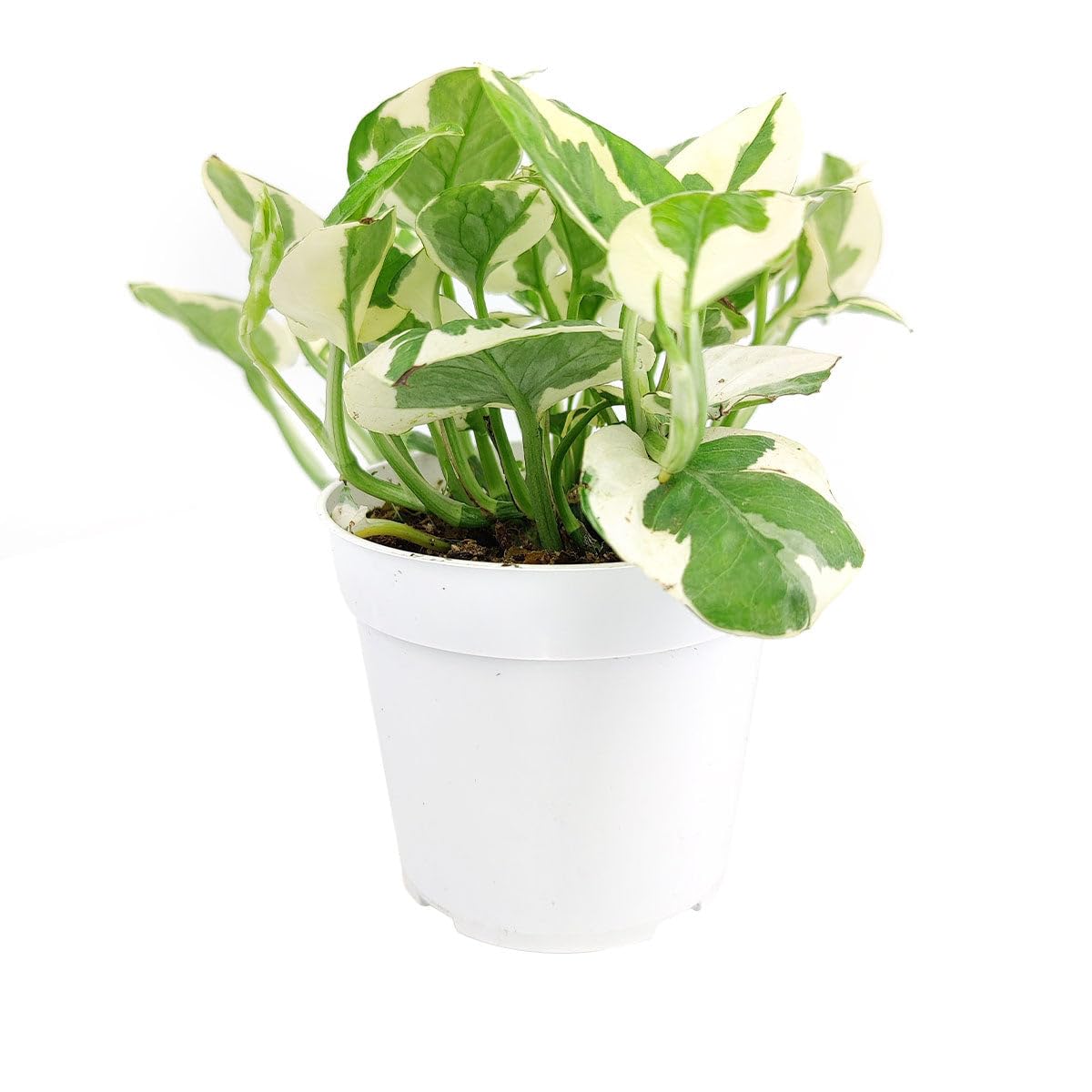 Pothos N'joy (4 inch) - Air-Purifying Houseplants - 4/6 inch Unique Live Decorative Houseplants - Low-Maintenance Indoor Plants, House Warming Gift, Natural Air Purifier
