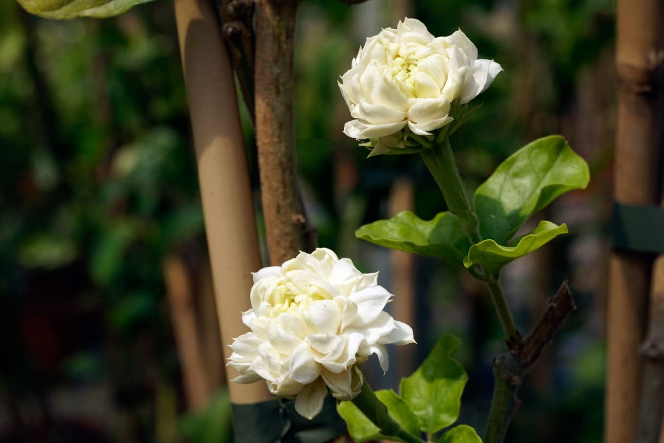 2 Count Jasmine Live Plant | 4 to 6 Inc | Grand Duke of Tuscany Jasmine | Produce Fragrant Flowers | Housewarming Friendship Gifts for Women Best Friend Presents for Mom Birthday Gift for New Home