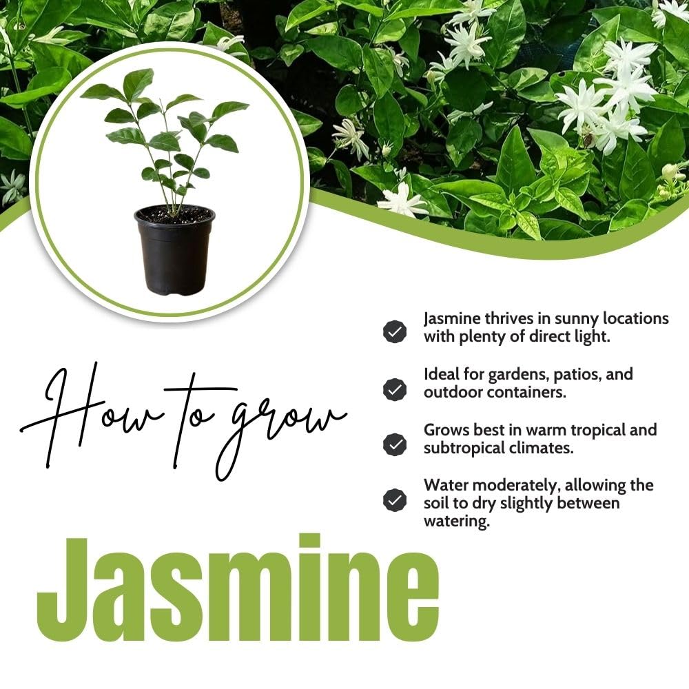 Live White Jasmine Plant 4–8 Inches Tall, Jasmine Sambac Plants, Fragrant Flower Vine Live Plant Indoor Outdoor Garden