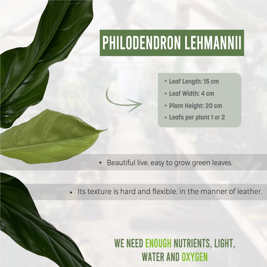 LEAL PLANTS ECUADOR Philodendron Lehmannii (Pack of 2)| Vibrant Live Indoor Plant | Heart-Shaped Elephant Ear Foliage | Air-Purifying Houseplant | Perfect Tropical Touch for Home Décor