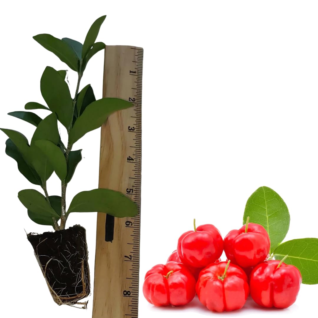 Barbados Cherry Trees Live Plant, 5-7" in Tall, Sweet Cherry Fruit Tree, Cherry Bush Live Plants, Bareroots, Cold Hardy