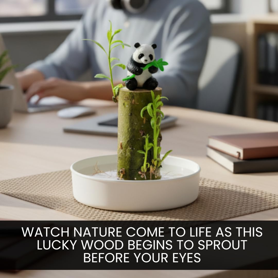 CZ Grain Lucky Office Desk Planter with Panda – Brazilian Willow Wood Tree, Thick Trunk, Fast Sprouting, Modern Desktop Decor - Living Gift - Calming Nature Presence