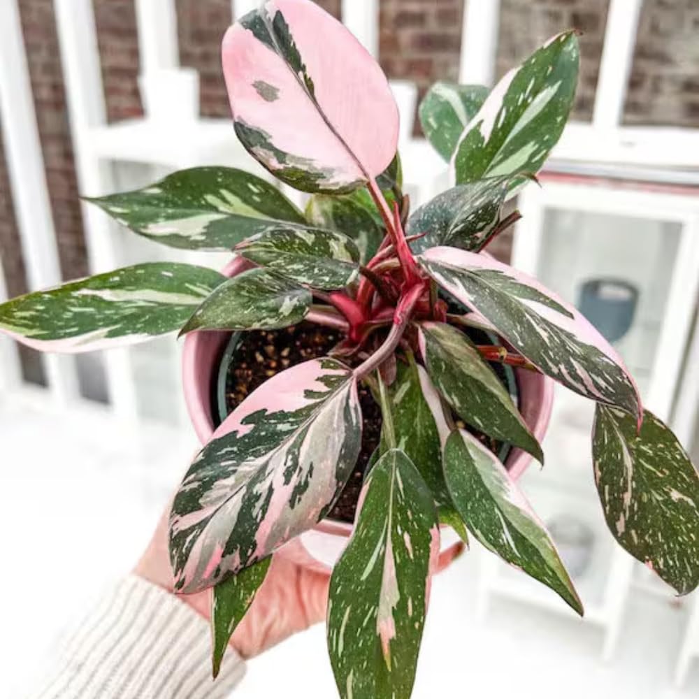 Princess Philodendron Live Plant, Rare Variegated Houseplant 5-8 Inch Tall, Indoor Live Plant for Home or Office Decor, No Pot (Pink Philodendron)