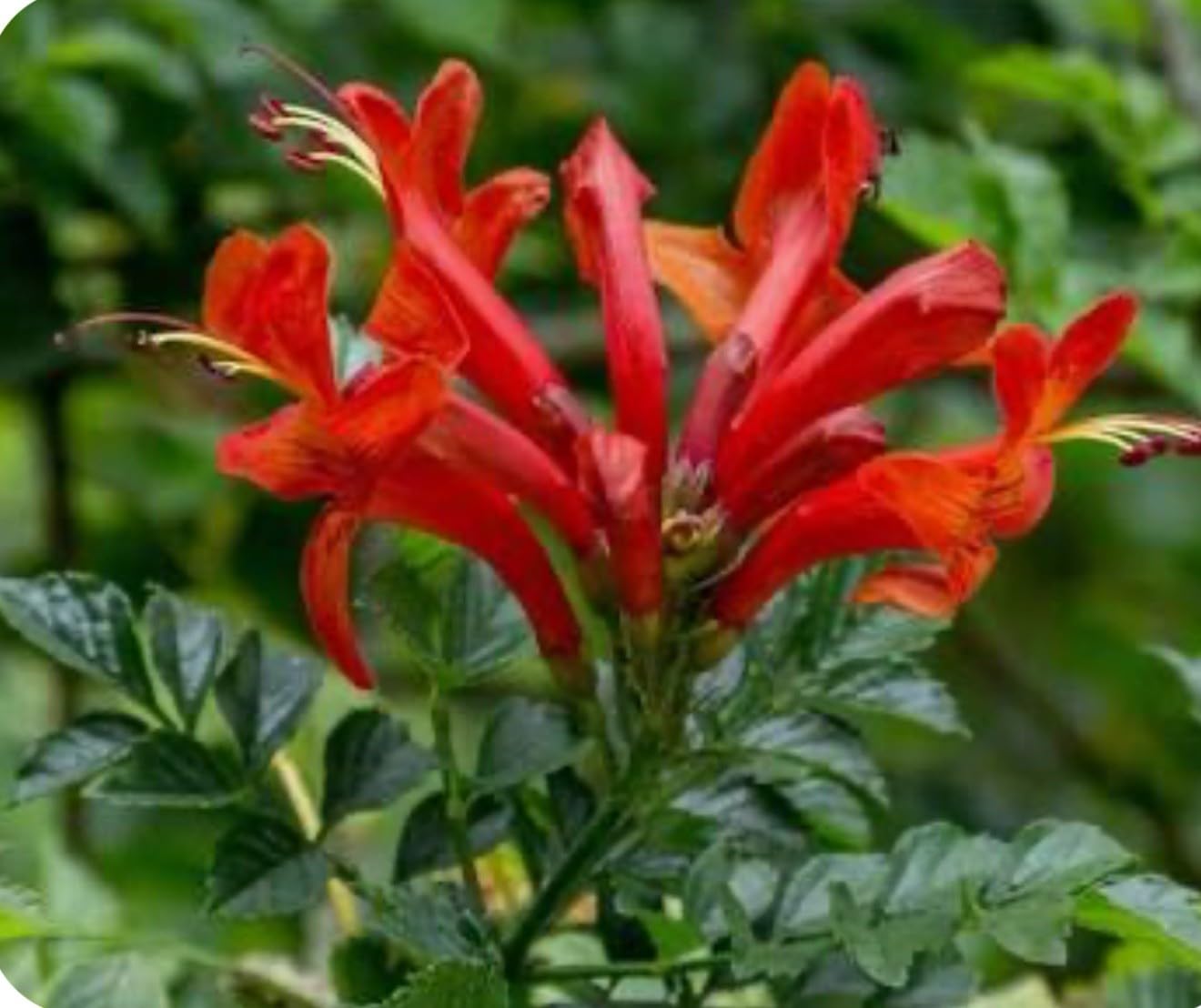 Live Plant - Cape Town Red Tecomariasmall Rooted Starter Planthummingbird Heaven!