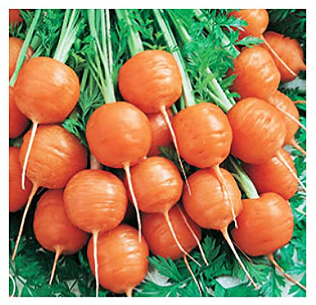 Round Baby Parisian Carrots Seeds A Delicacy Prised by Gourmet Restaurants Delicious Carrot Vegetable Seeds - 1000 Seeds