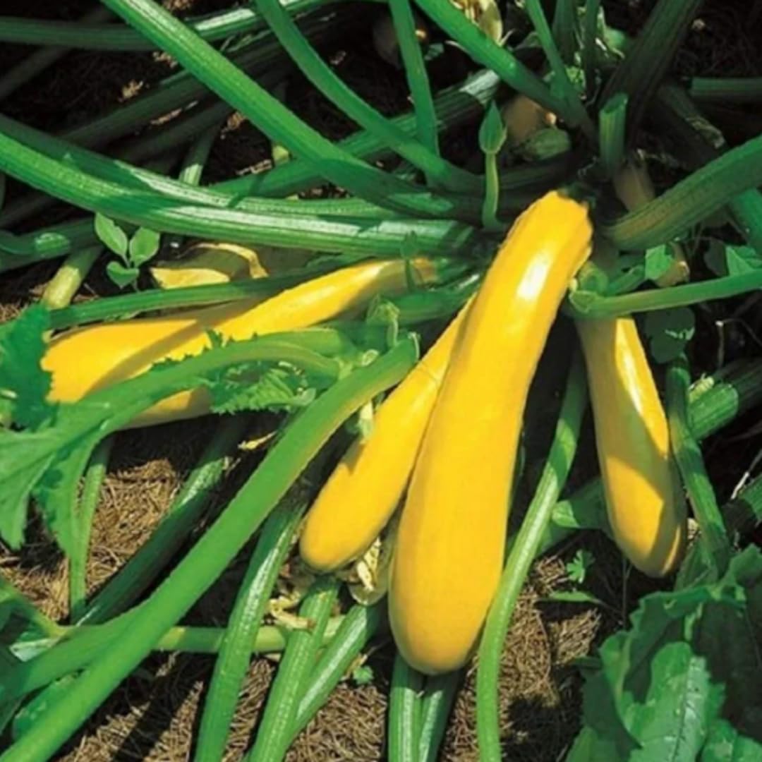 4 Yellow Squash Plants Live in 4 Inch Pot, Squash Live Plants, Zucchini Plants Live