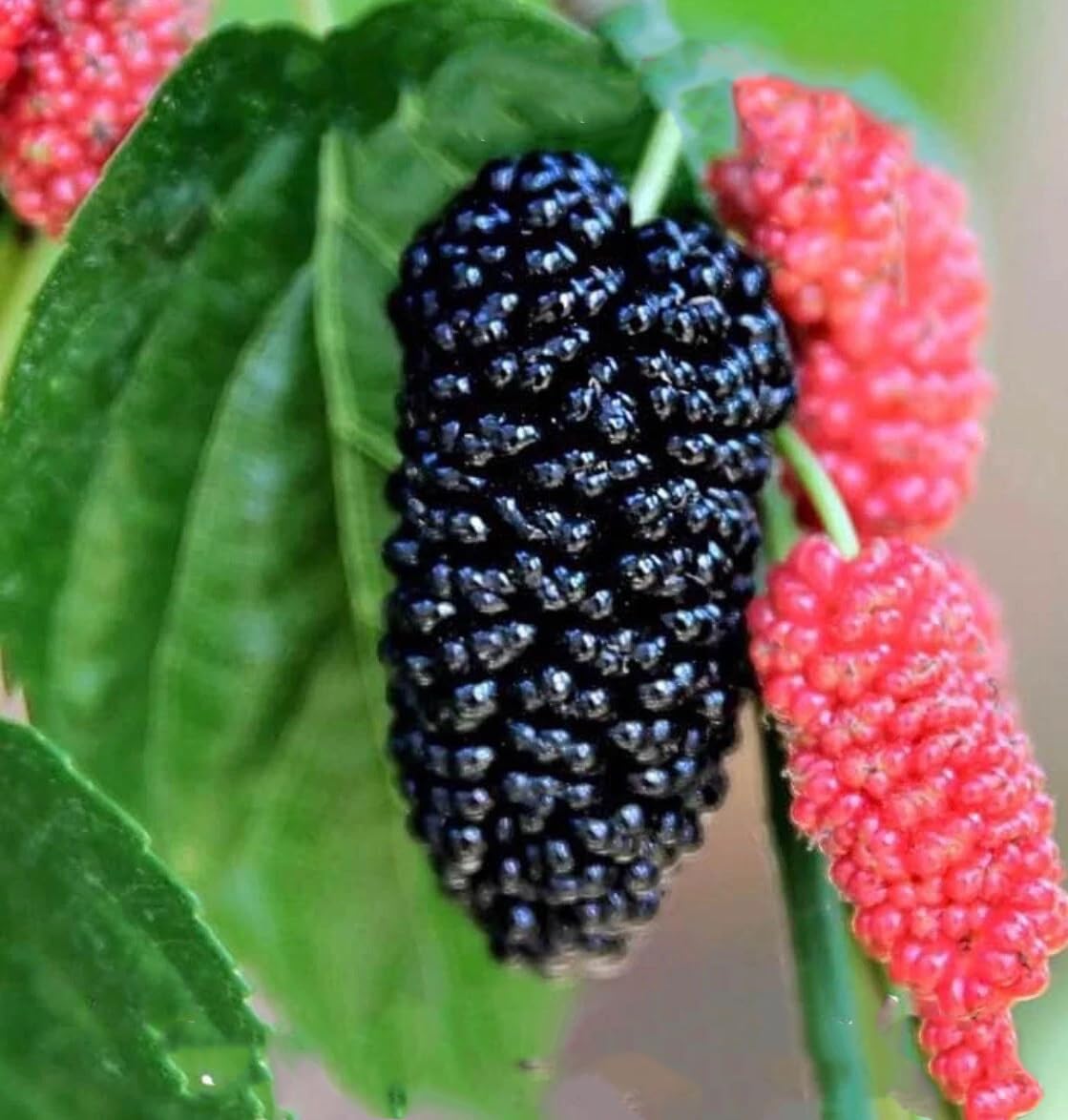 Live Plant - Mulberry Tree - 'Dwarf Everbearing' - Morus nigra 10 Live Plants Edible Fruit