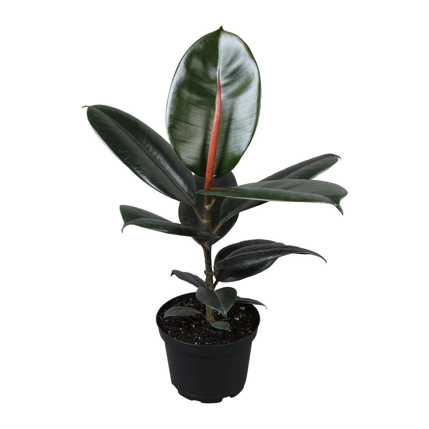 Burgundy Ficus Live Tree (Approx. 16" Tall) in 6 Inch Pot, Air Purifying Rubber Plant Decor, Easy Houseplants for Beginners by Plants for Pets