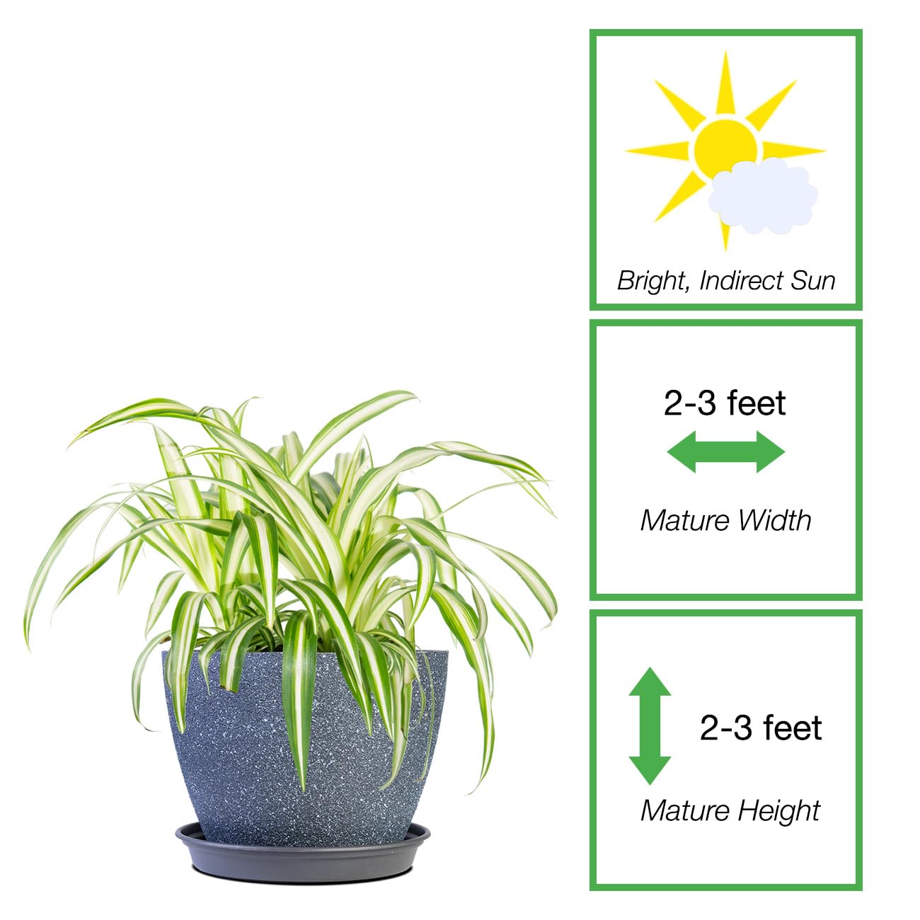 Perfect Plants Spider Plant in 6in. Midnight Blue Decor Pot | Live Houseplant for Indoor Growing | Easy to Care for & Keep Alive | Beautiful Green & White Variegated Leaves