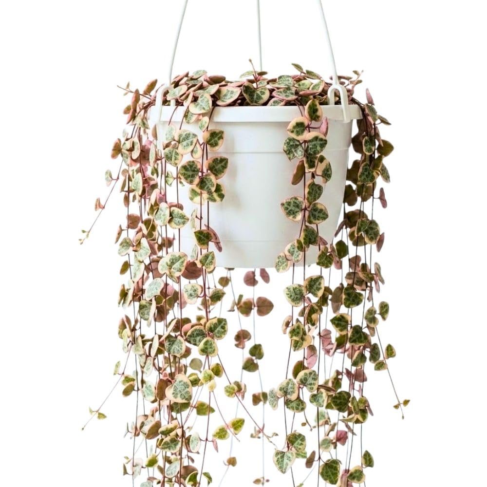 Variegated String of Heart Plant, 2" Pot, Ceropegia Woodii Variegata, Trailing Succulent Vine for Indoor Planting