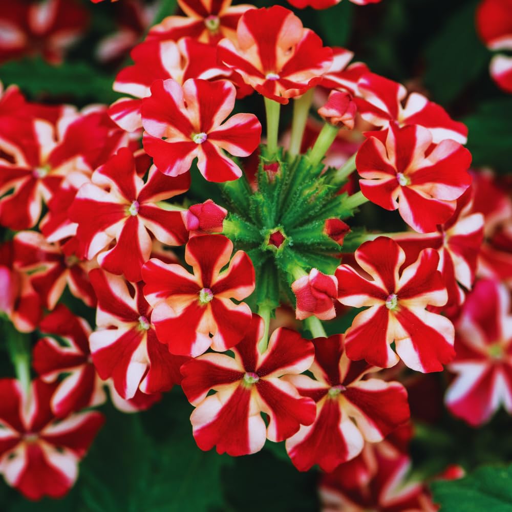 2 Red White Verbena Plants Live for Planting, Colorful Blooming Flower Plant, Verbena Live Plants, 5 to 7 Inc Tall