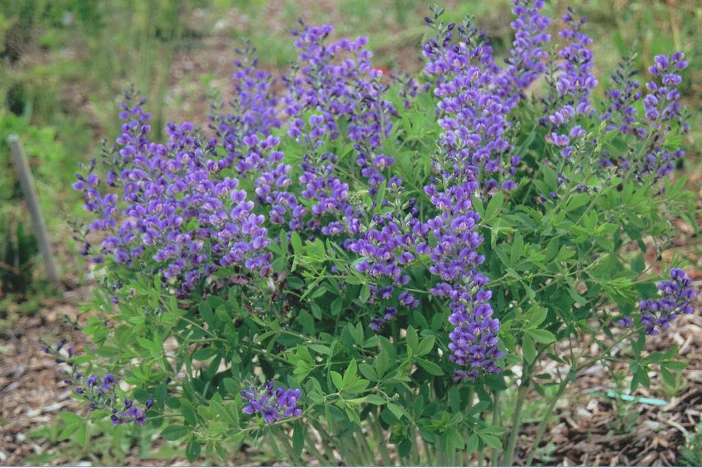 Live Plant Green Promise Farms, Proven Winners Baptisia Decadence Blueberry Sundae False Indigo Blue Flowers #1 Sz Container, Plant Will NOT Ship to AZ, CA, HI, ID, MT, NV, OR, PR, UT & WA!