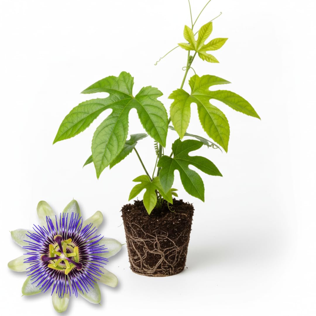 Purple Passion Flower Vine Plant | Live Passiflora Starter Plant | 4 to 8 Inch Tall | Well-Rooted for Home & Garden