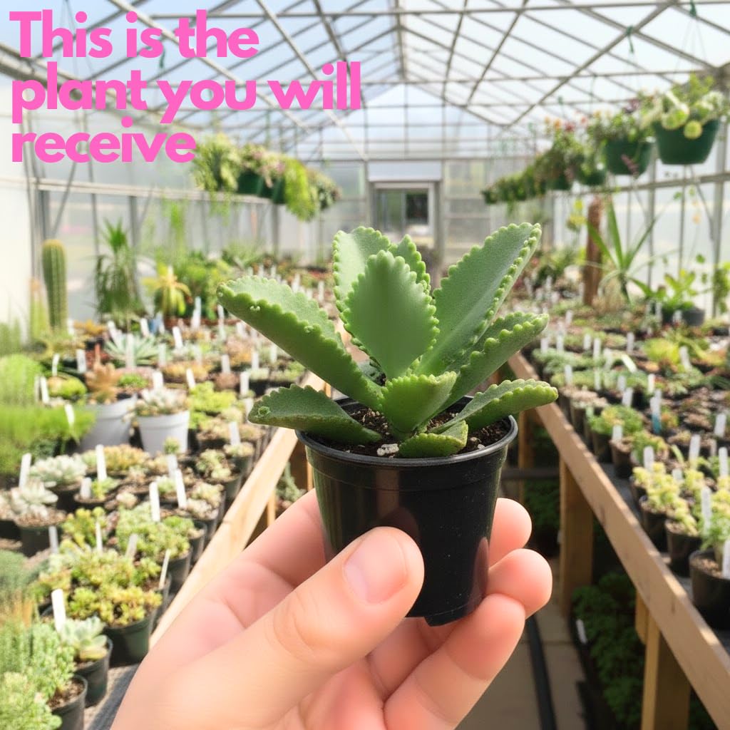 Kalanchoe Mother of Thousands Plant Live in 4" Inch Pot | Unique Fast-Growing Succulent | Ideal Indoor Houseplant for Home & Office Décor