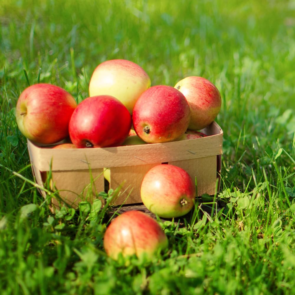 Honey Crisp Apple Tree Live Plant Up to 3 Feet, Bare Root Dormant, Spring Break Fruit Sweet Apple Trees Live Plants for Outdoor Planting, Cold Hardy Fruit