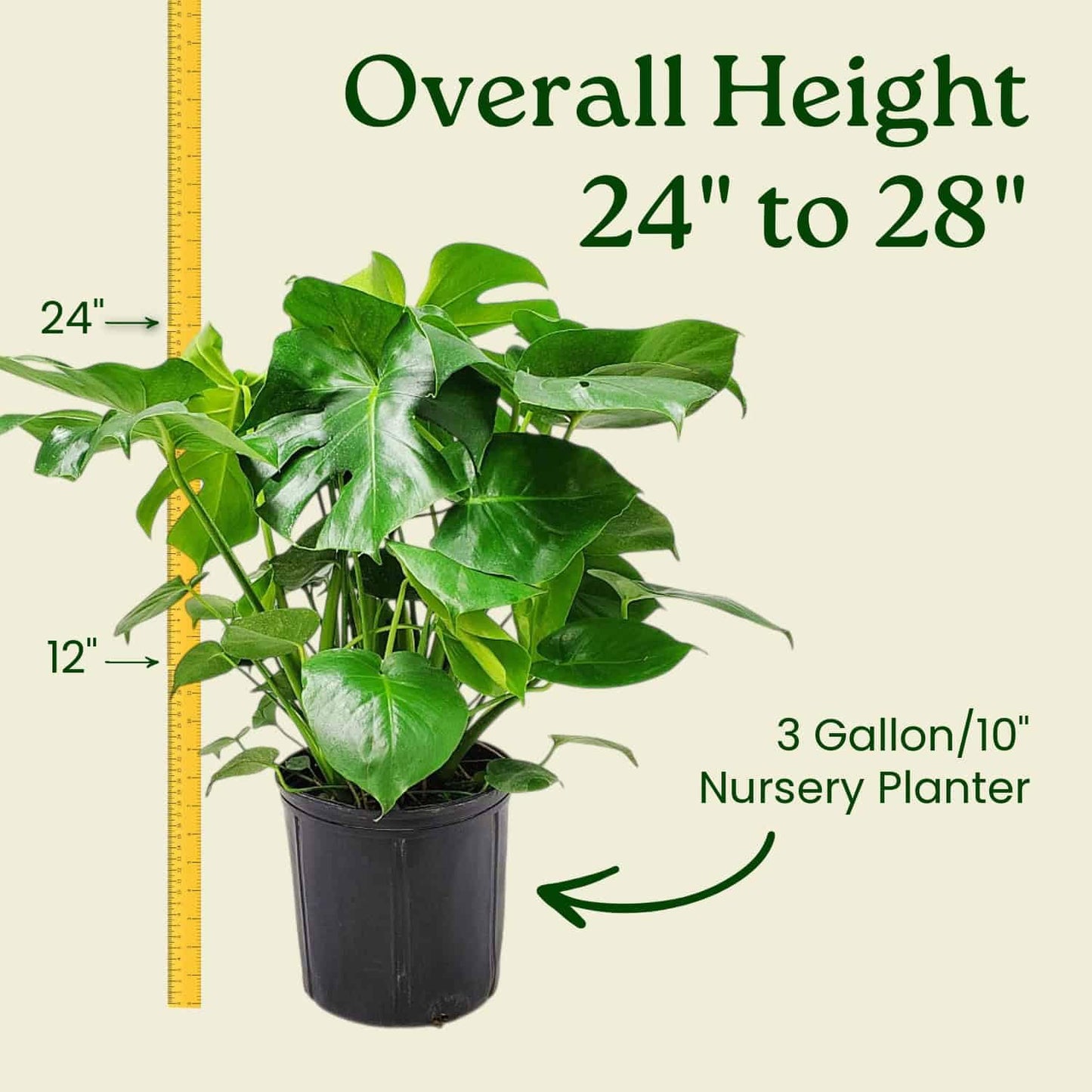 Monstera Deliciosa Plant - Swiss Cheese Split Leaf Philodendron Plant - Large Plant - Overall Height 24" to 28" - Tropical Plants of Florida