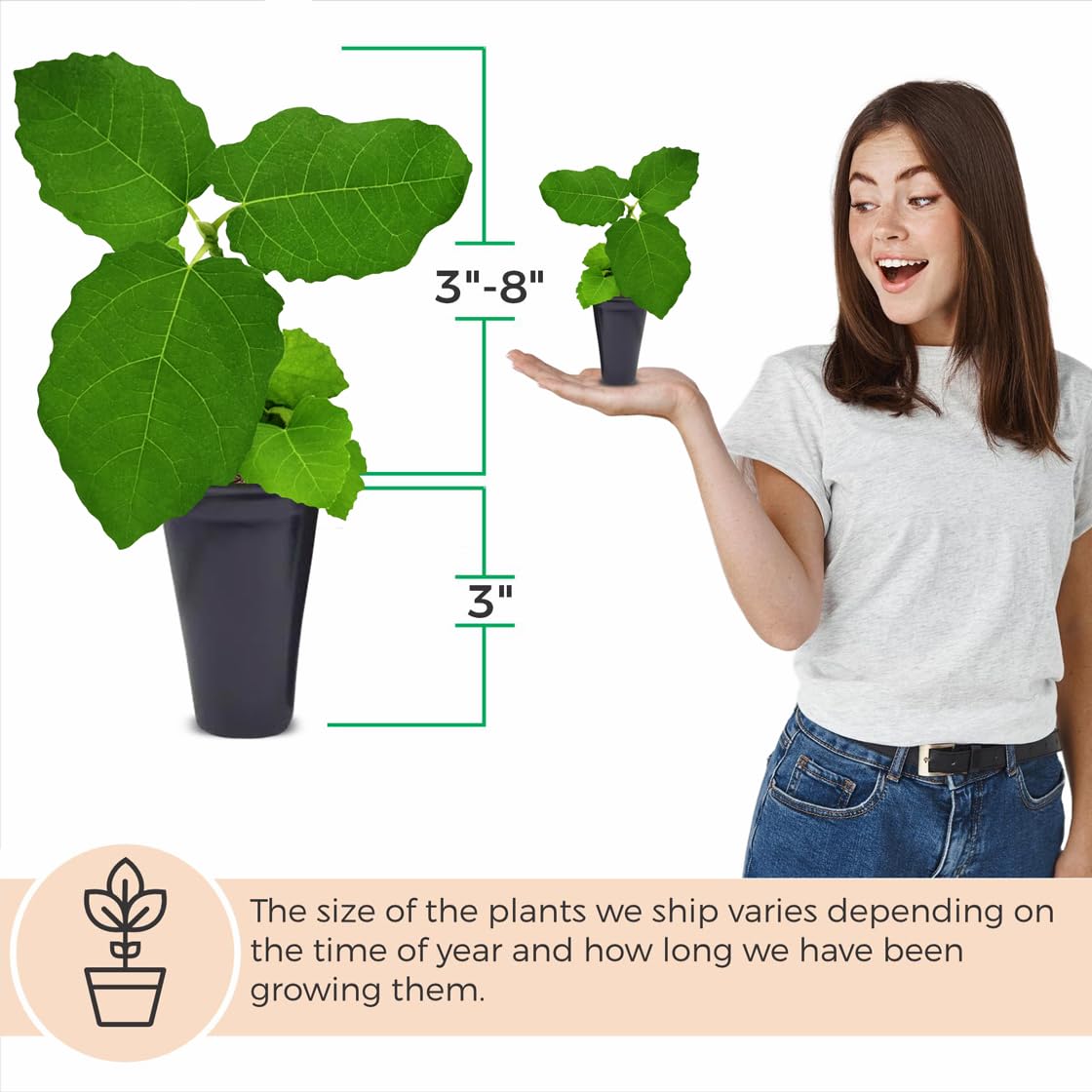 Fig Tree Chicago Hardy Live Plant (4 Pack) Cold-Hardy Live Plants to -10°F | Easy to Grow Plants | Edible Fruit Plant | Grow Your own Food on Your Edible Organic Garden| Live for Planting.