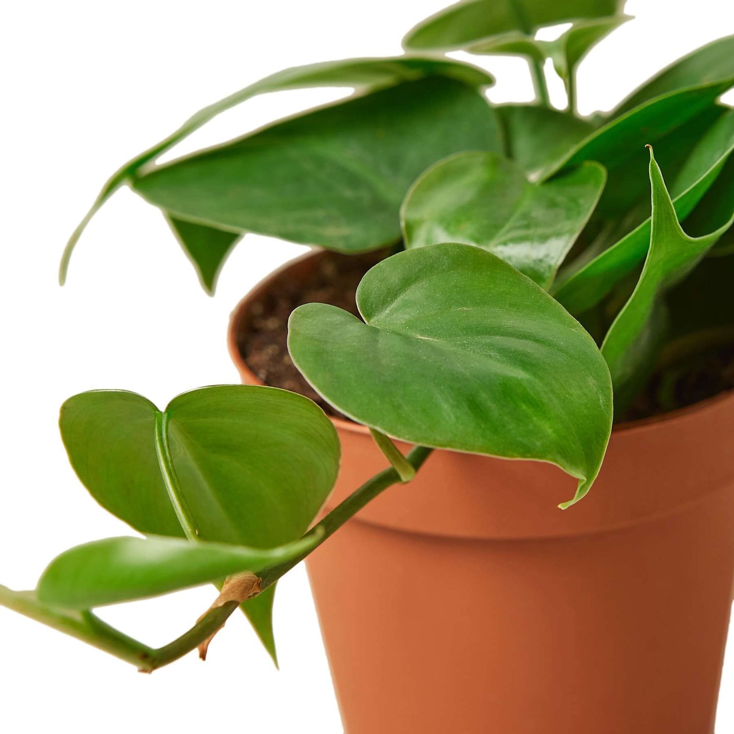 Philodendron Cordatum Heartleaf Live Plant for Indoor | Different Houseplants in 4'' & 6'' Pot | Real House Plant for Living Room, Office, Desk & Bathroom