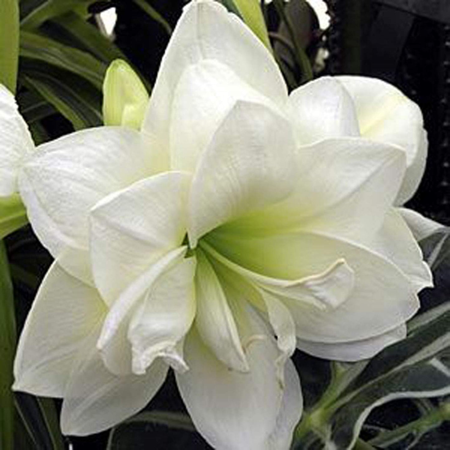 UtopiaSeeds Marquis Amaryllis Bulb - Double White Amaryllis - One Large Bulb