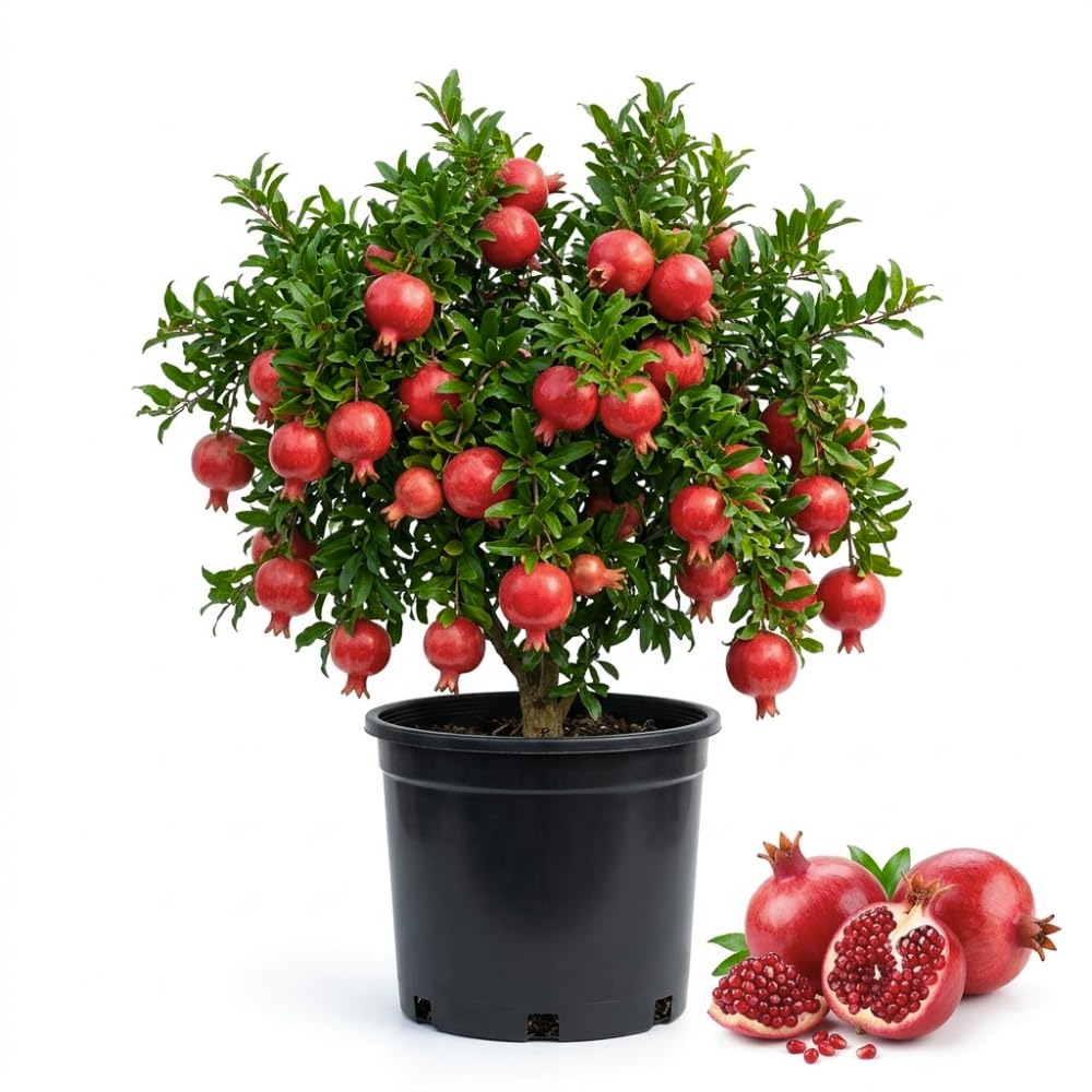 Pomegranate Plant Live, Sweet Pomegranate Tree Live Plant, Cold Hardy, 1 Feet Tall, Edible Fruit for Outdoor Garden, 1 Gallon Pot, No Ship to CA