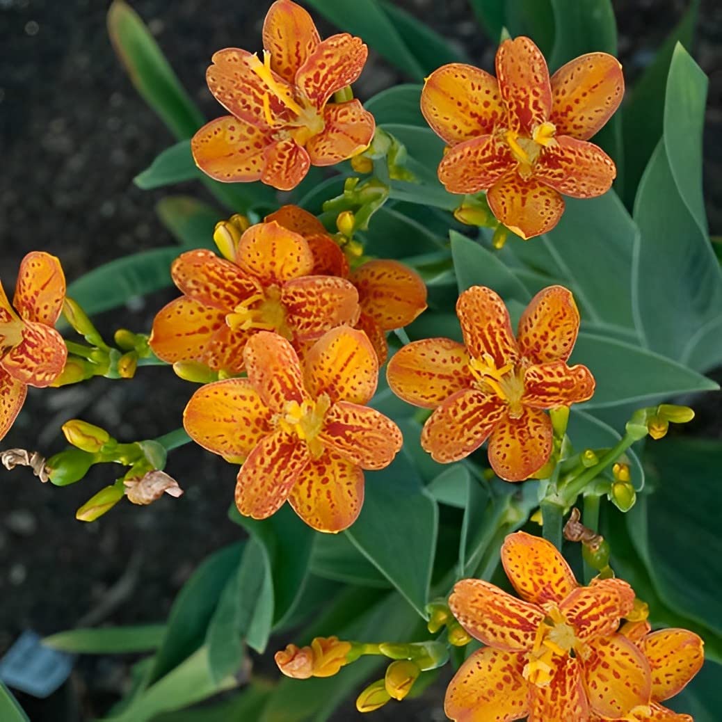Votaniki BlackBerry Lily Plant - Perennial Belamcanda Chinensis ‘Freckle Face’ Flower Plant | Perfect for Any Garden - Fast Growing and Low Maintenance (2 Pack)
