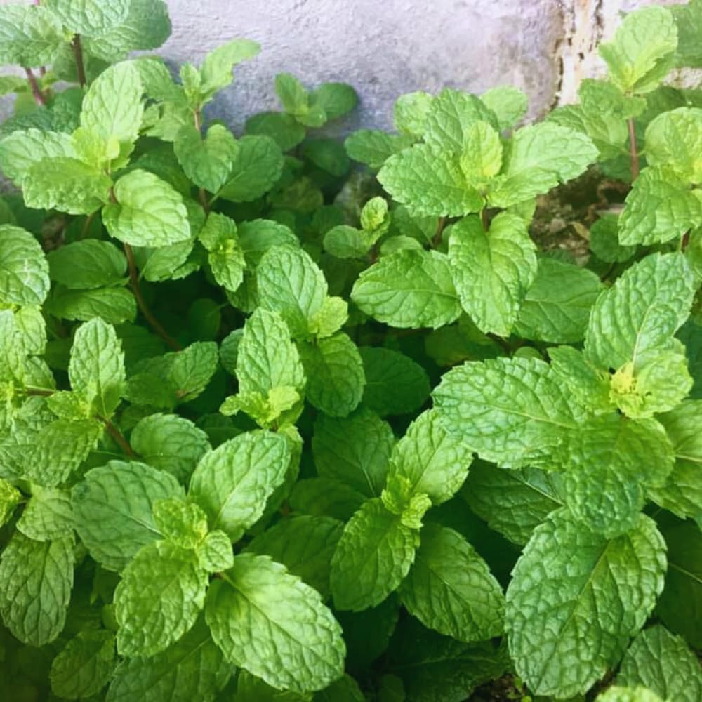 Mint Plant Live, 3 Mojito Mint Herb Plants, 4 to 6 Inc Tall, Fragrant Perennial Plants for Gardening Outdoor, No Pot