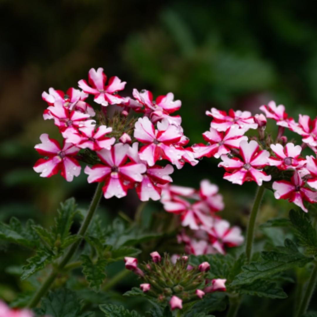 Pack 2 Bicolor Perennial Verbena Plants, Red White Verbena Live Plants, Verbena Flower Trailing Plants Live for Planting, Verbena Plants in Zones 7 to 11