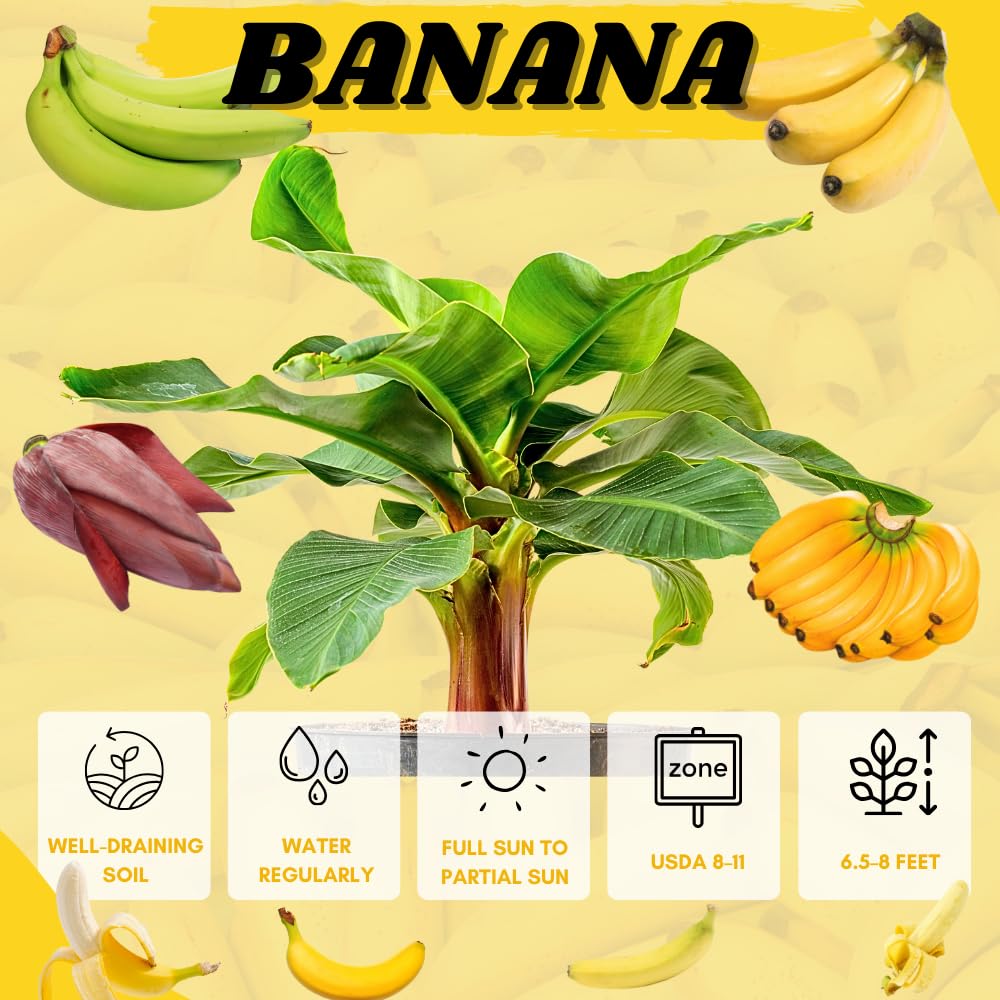 Banana Tree Live Plant, Banana Plant Live, Cold Hardy, Well-Rooted, Sweet Fruit, 4-6 Inches Tall for Outdoor Planting (Dwarf Cavendish Banana)