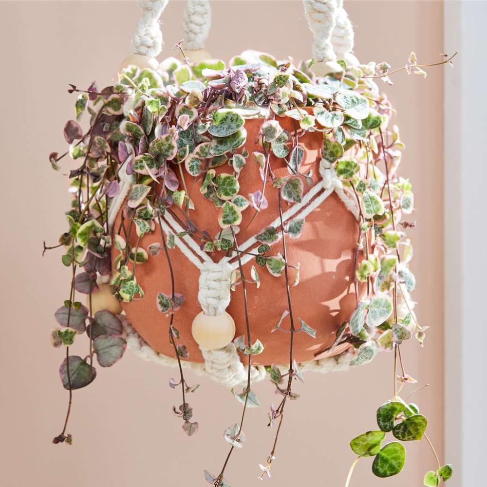 Variegated String of Hearts Plant Live, Ceropegia Woodii Variegata, in 2.5" Pot, Rare Trailing Succulent Vine for Indoor Hanging Pots