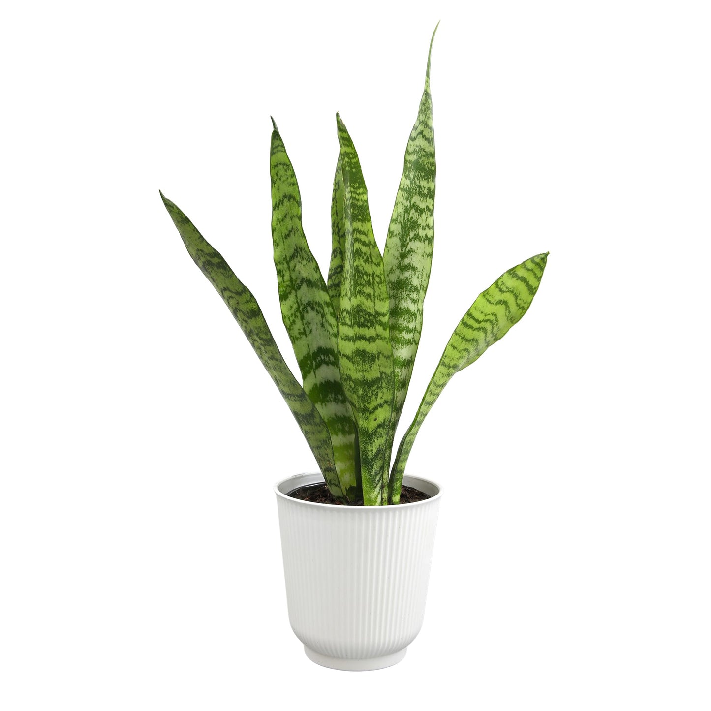 Live Snake Plant in Decorative White Pot, Sansevieria Zeylanica, Indoor House Plant, Mother in Law Tongue Sansevieria Plant Live, Long Succulent Plant, Fully Rooted Houseplant by Plants for Pets