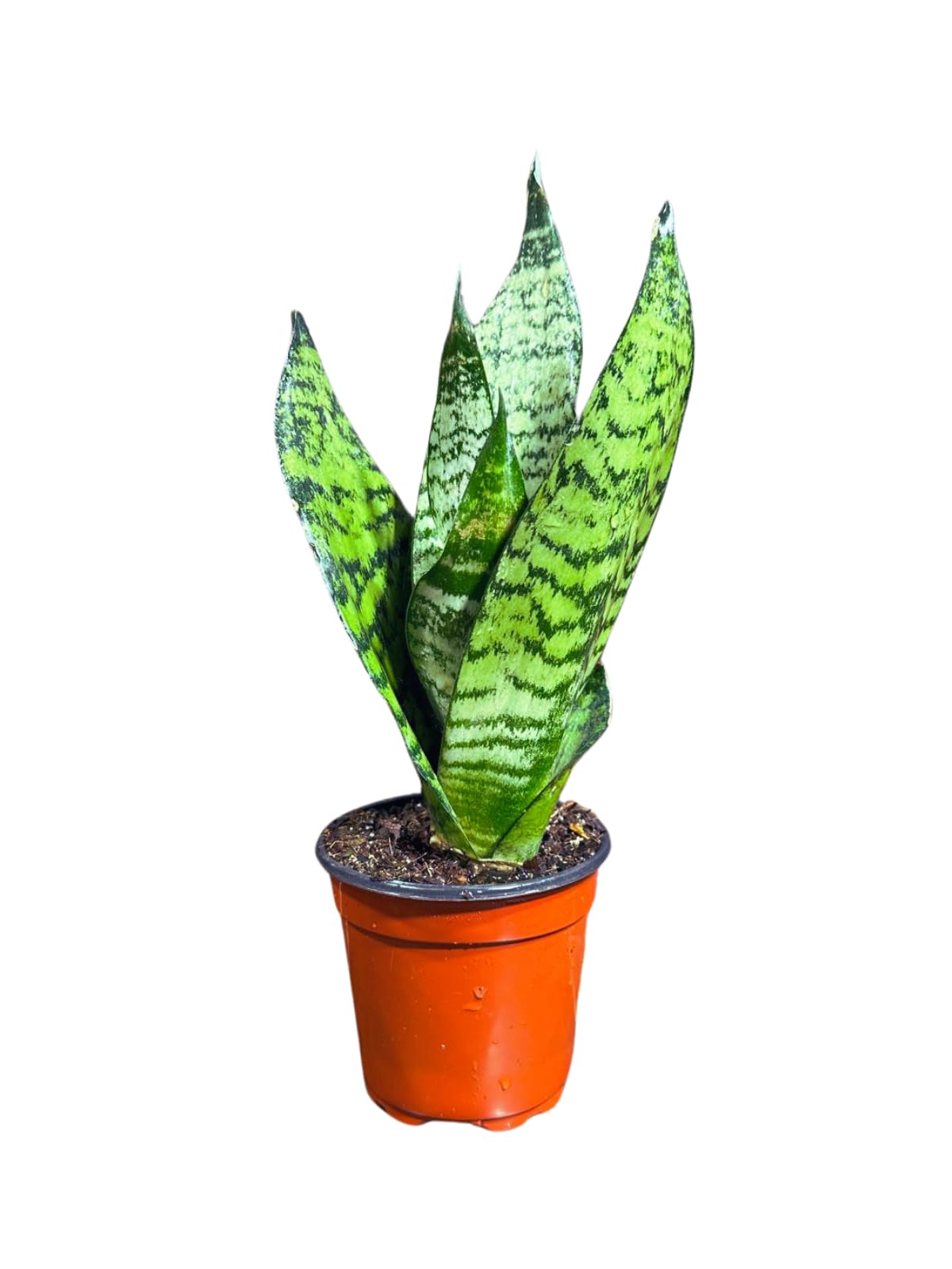 PLANTVERS Sansevieria Zeylanica Snake Plant in a 3 Inch Nursery Pot - Live Green Snake Plant - Mother-in-Law Tongue - Low Light Houseplant - Air Purifier Indoor Plant - Office Plant