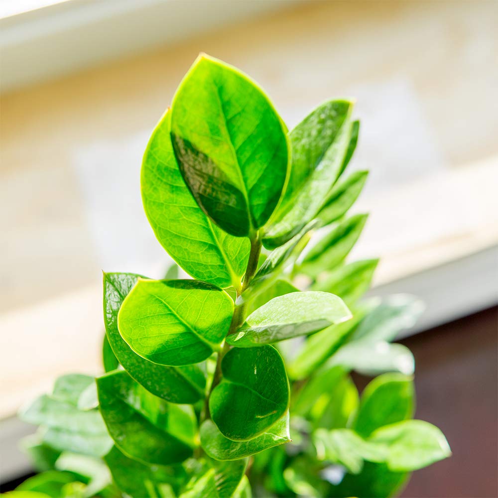 Perfect Plants ZZ Plant - 6 in. Growers Pot | Zamioculcas Zamiifolia | Easy Care Houseplant | Perfect for Moderate to Bright Light Conditions (6 in Grower's Pot)