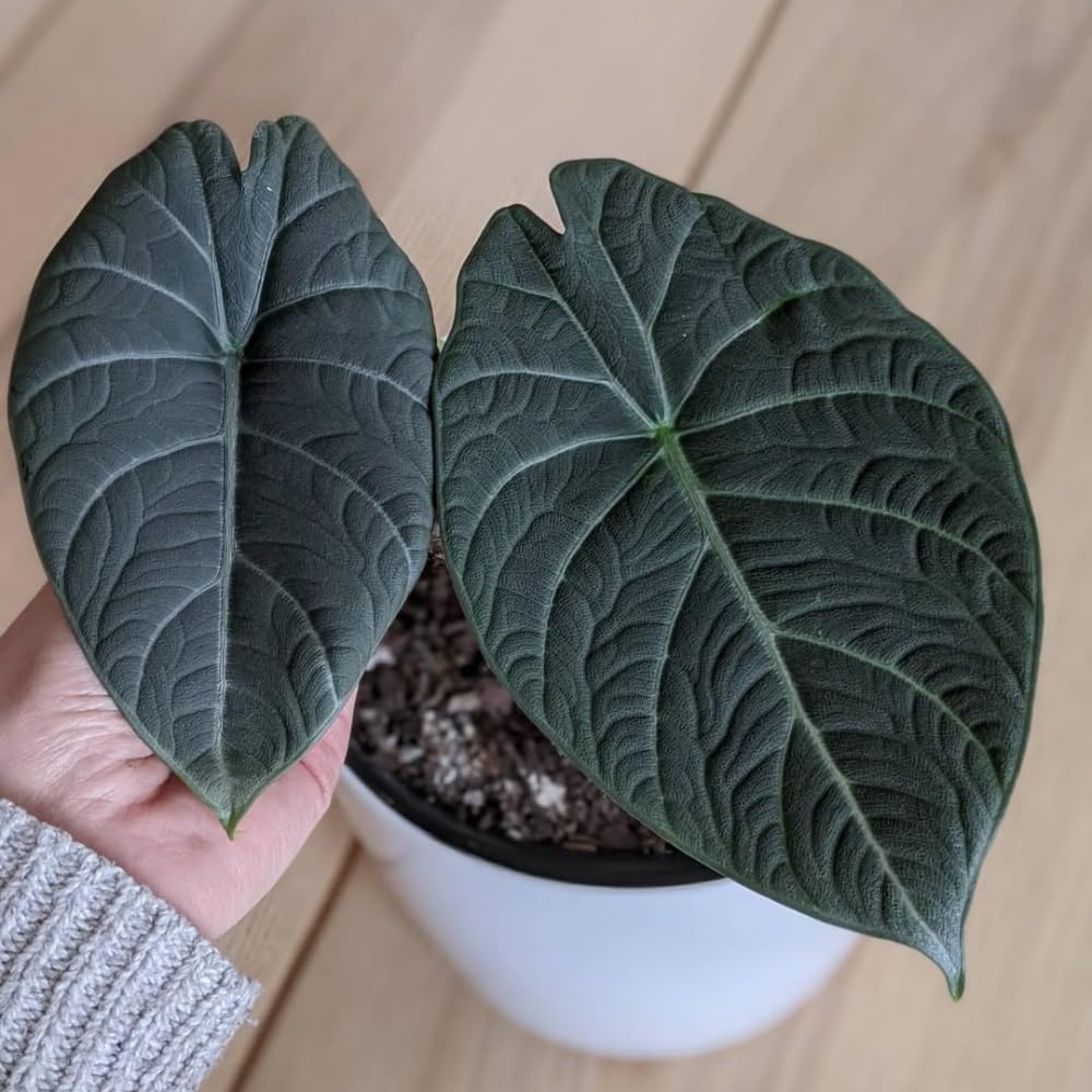 Alocasia Live Plant, Tropical Plant for Gift or Home Office Decor, Air Purifying, Rare Alocasia Plant Indoor from 2 to 4 Inches Tall (Grey Green)