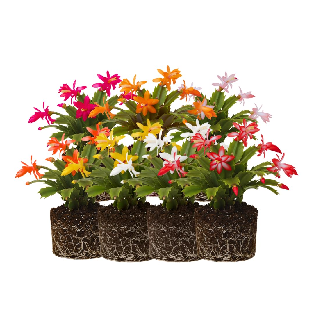2 Random Christmas Cactus Plants Live, Live Christmas Cactus Plant Houseplant, 4 Inc Potted, Outdoor Indoor Garden