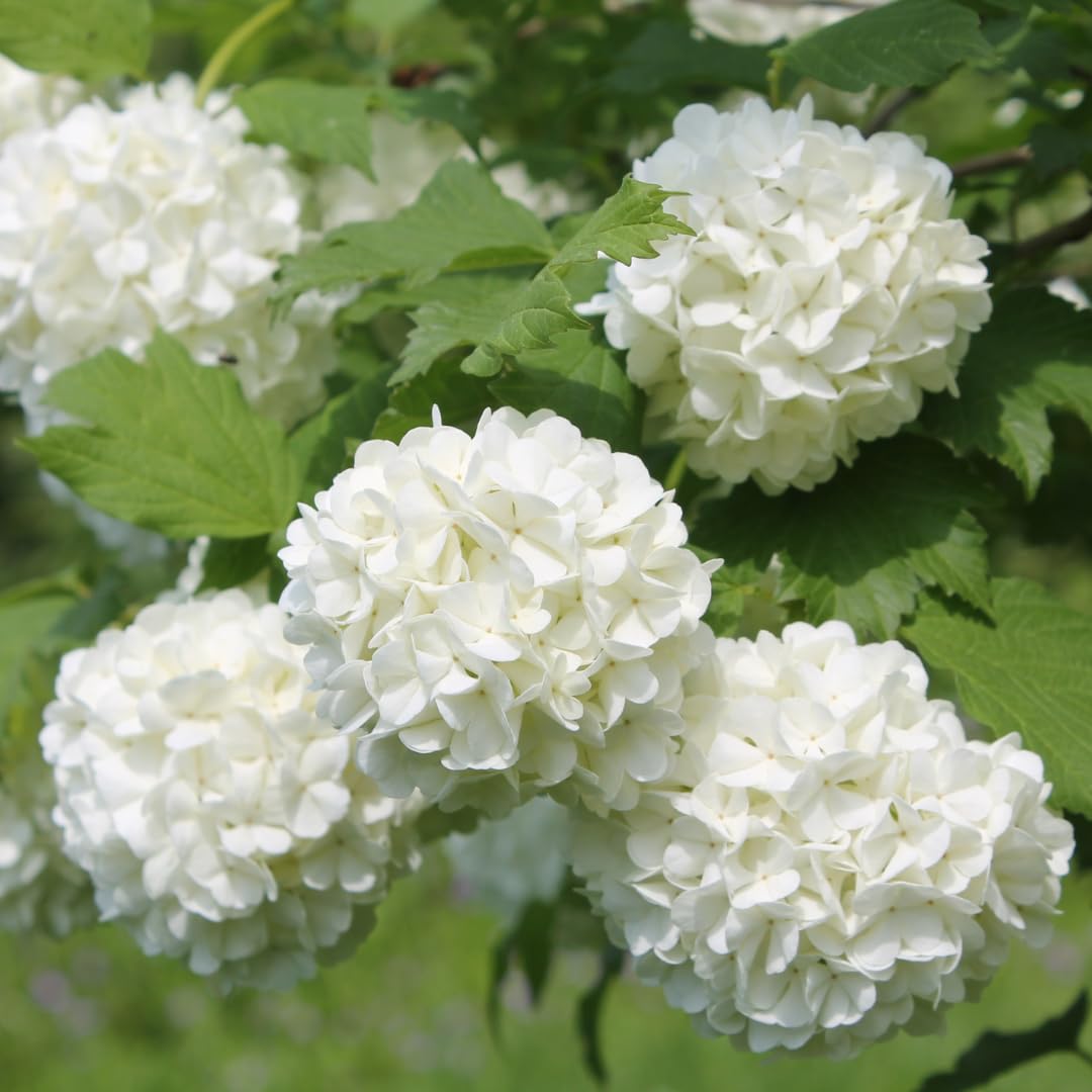 Old Snowball Viburnum Bush Plant Live, White Viburnum Bush Plants, 8 to 12 Inch Tall for Planting