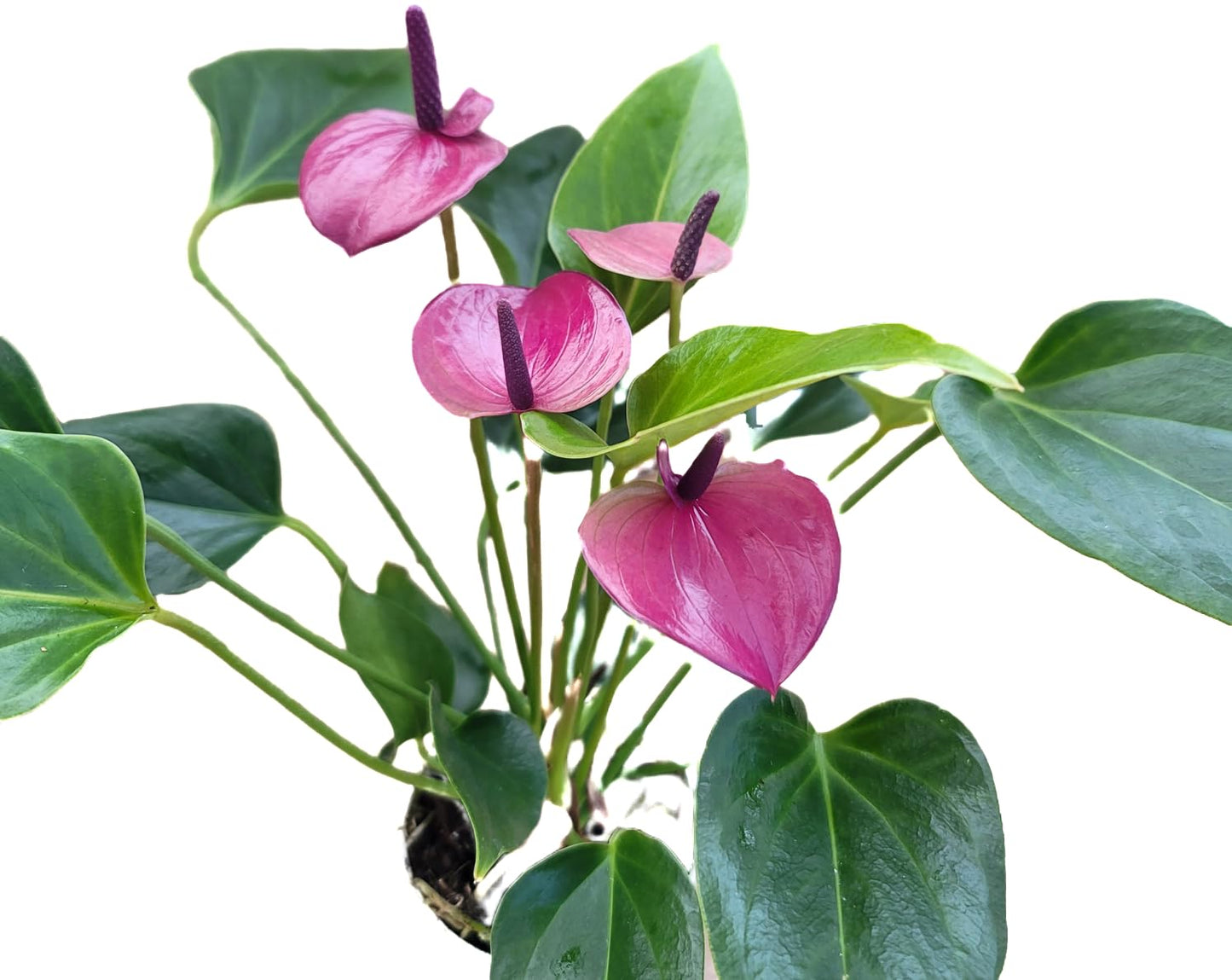 Anthurium Purple Andraeanum - Exquisite Indoor Plant with Long-Lasting Blooms and Lush Foliage & Glossy Purple Flowers - Easy-Care Indoor Plant - CA Seller - Air Purifying Plant (Small Plant, 4" Pot)