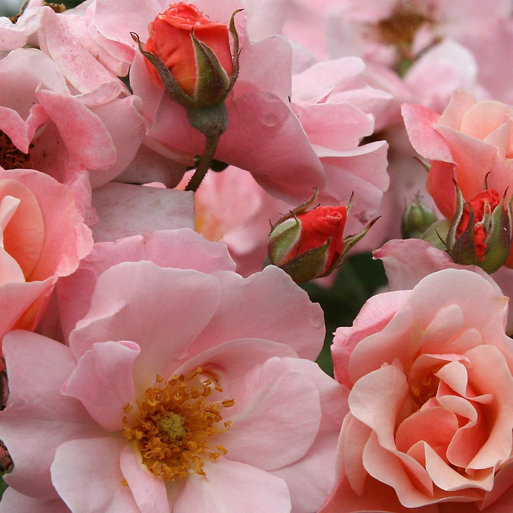 Heirloom Roses Rose Plant - Clair Matin® Pink Rose Bush, Shrub Live Plant for Planting Outdoors