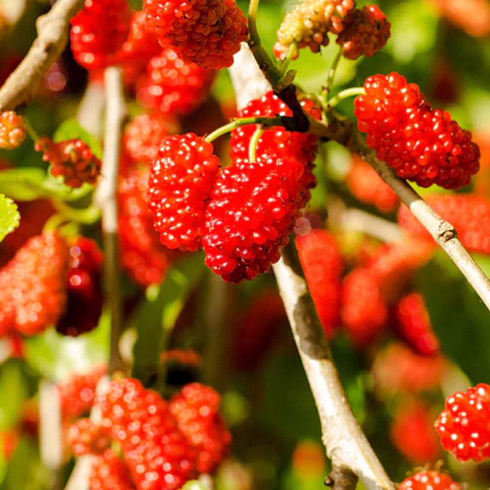 Red Mulberry Tree for Planting 4 to 8 Inch Tall, Mulberry Live Plant Outdoor, Mulberry Fruits