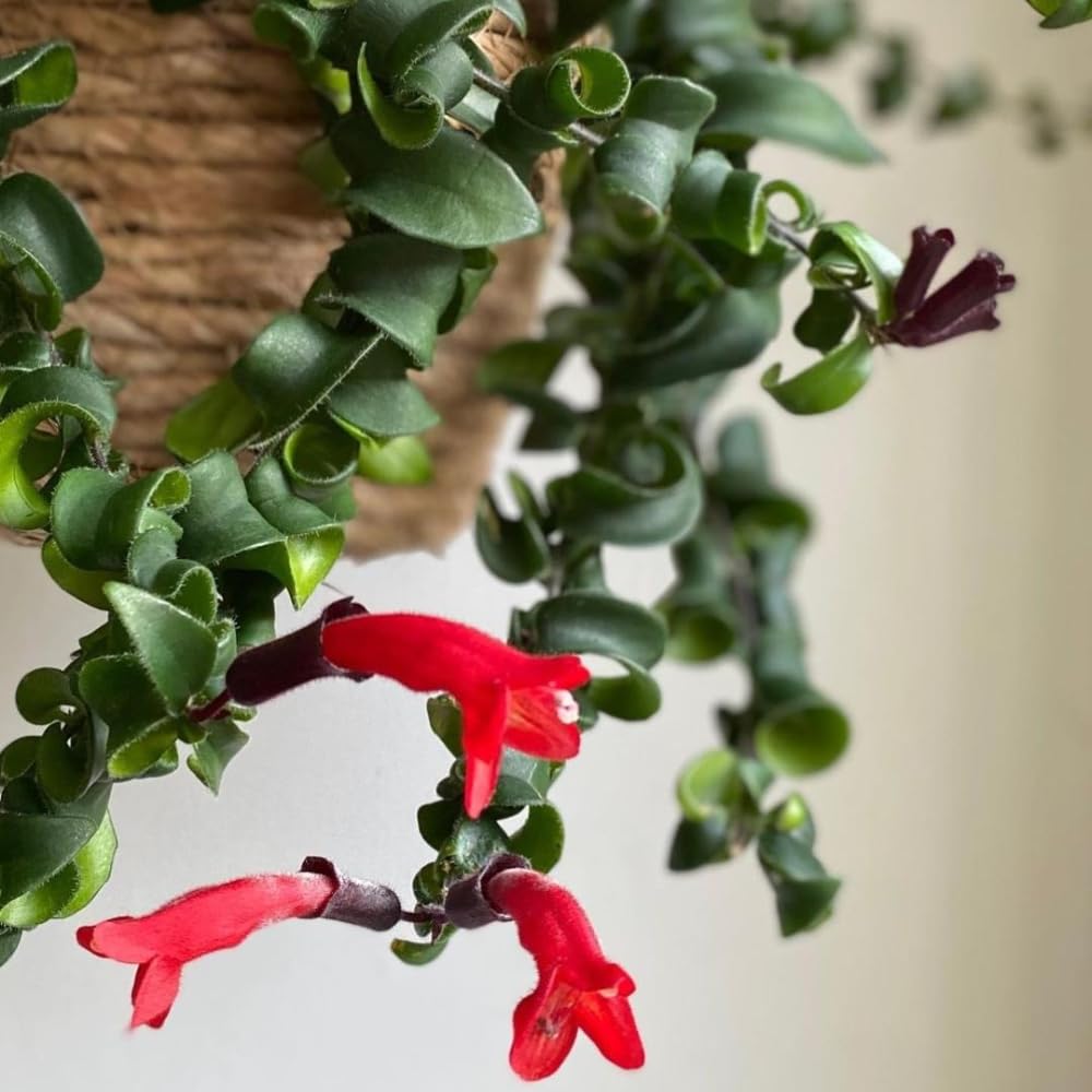Trailing Curly Lipstick Plant Live, 8-10'' Long, Aeschynanthus Lipstick Live Plant in 3.5'' Pot, Rare Houseplant, Live Indoor Plant, Twisted Lipstick