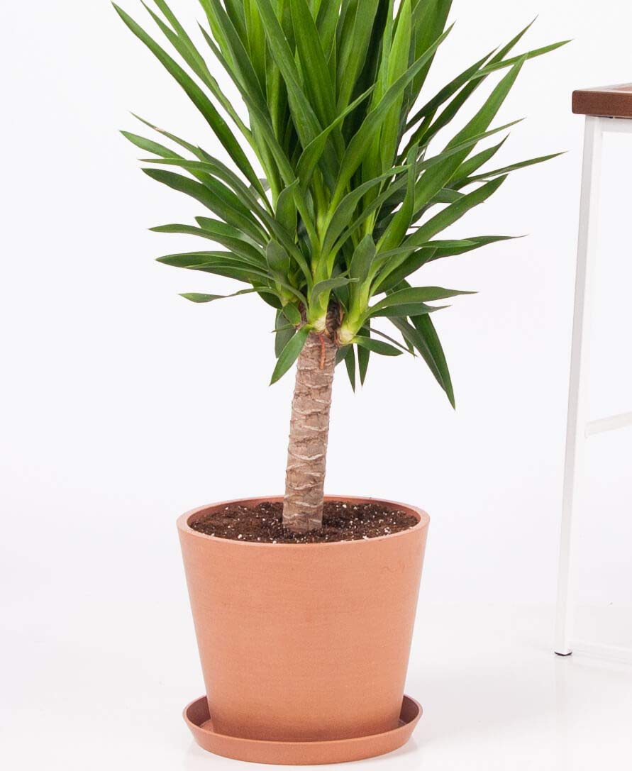 Yucca Cane Plant - Live Plant in a 6 Inch Pot - Yucca Guatemalensis - Beautiful Easy Care Air Purifying Indoor Houseplant